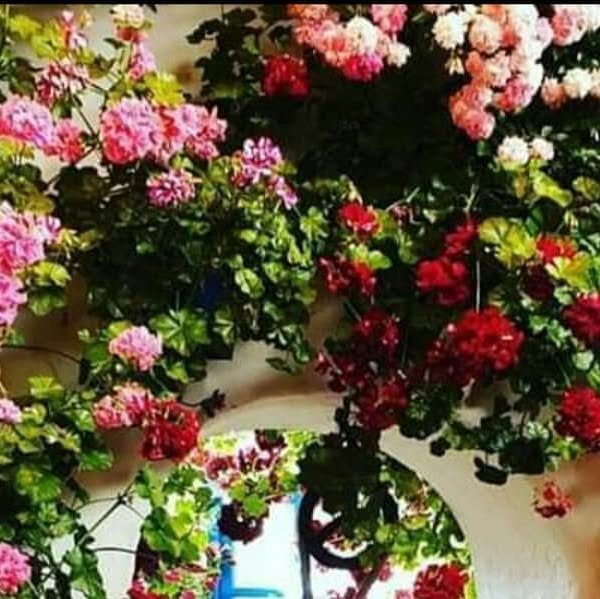 Fachada cubierta de geranios rosas y rojos — trabajo real de jardinería de Flors Senka
